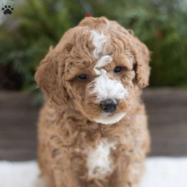 Creed, Mini Labradoodle Puppy